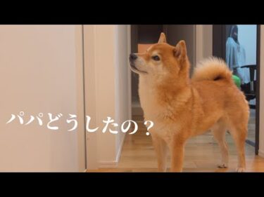 柴犬は部屋から聞こえてくる呻き声が心配！そして重大なことに気づきました。。