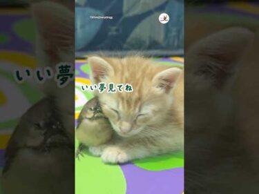 子猫を支えてくれる優しい鳥さん｜PECO