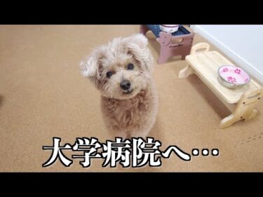 検査の結果大学病院へ行くことになりました…【トイプードル】