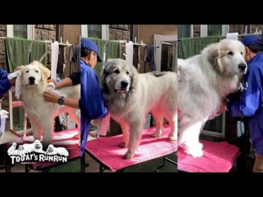 なかなか綺麗にならないベルとリリーと軽く拭くだけで真っ白なアランです　Great Pyrenees　グレートピレニーズ