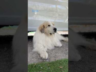 Alain アラン #greatpyrenees #todaysrunrun #グレートピレニーズ #今日のルンルン