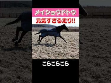 【メイショウドトウ】元気すぎる走り #shorts #メイショウドトウ #ドットさん #競馬