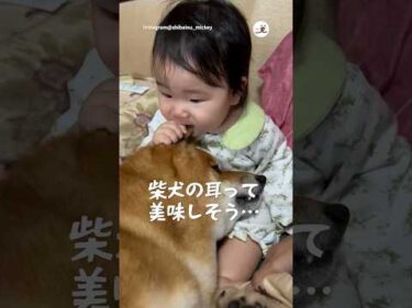 柴犬の耳の味、思ってたのと違う…｜PECO