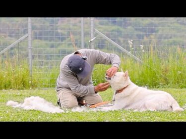 【紀州犬の換毛期は大変です】僕が薦めるリード