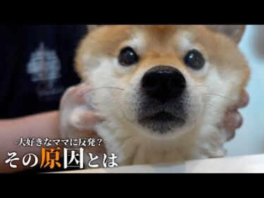 柴犬のシャワーに異変？犬語で猛反発‥ママはある事実に気づきました。