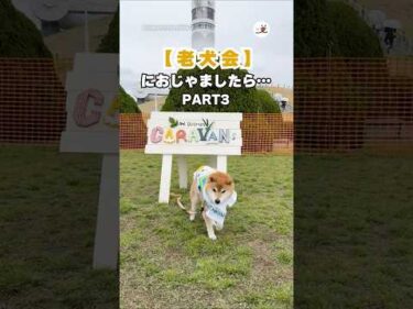 【老犬会Part3】見てるだけで心がほっこり☺️｜PECO