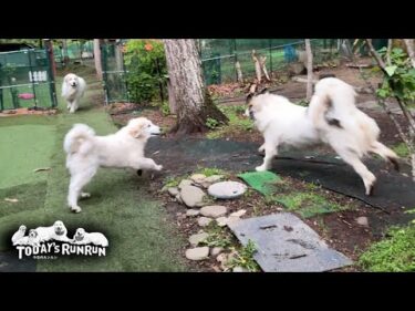 全力疾走で番犬を頑張るアランとベルとリリーです　Great Pyrenees　グレートピレニーズ