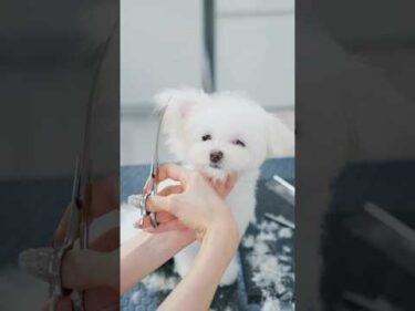 片立ち耳が可愛すぎる真っ白なチワプーのヘアカット #asmr #shorts  #子犬 #トリミング #asmr #ヘアカット