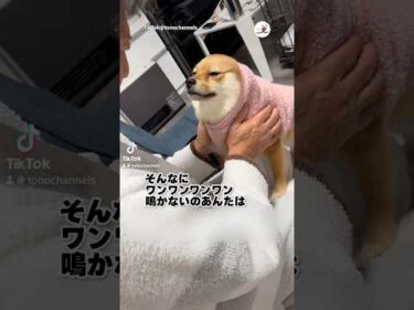 聞いてないイッヌ｜PECO