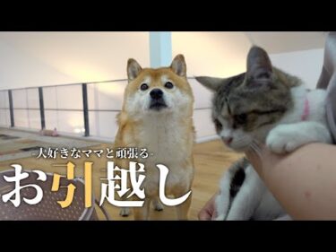柴犬は大好きなママと頑張る！ドキドキ保護猫ちゃんのお引越し物語がこれ♡