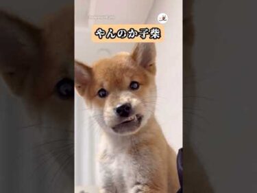 🐕「やんのか？😠」｜PECO