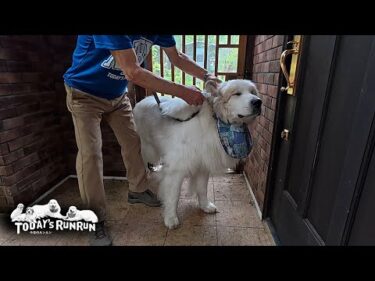 いくつになっても耳の薬はやっぱり苦手なアランです　Great Pyrenees　グレートピレニーズ
