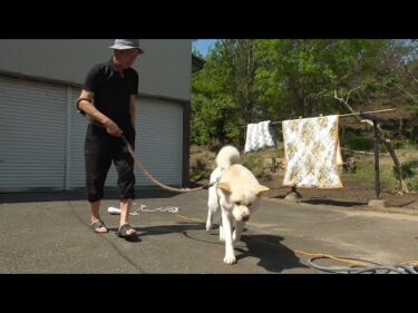 【秋田犬ゆうき】絶好の洗濯日和だったので色々と洗って全部を一緒に乾かしました【akita dog】