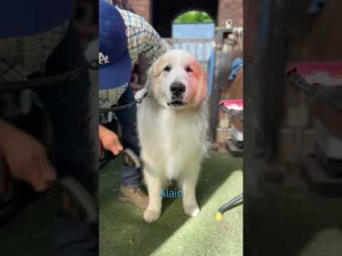 Alain アラン #greatpyrenees #todaysrunrun #グレートピレニーズ #今日のルンルン