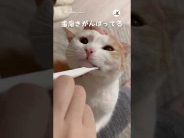 ねこさんの歯磨き🪥｜PECO
