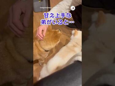 上手く懐に入る弟｜PECO