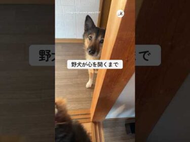 人間嫌いの野犬が心を開くまで｜PECO #shorts