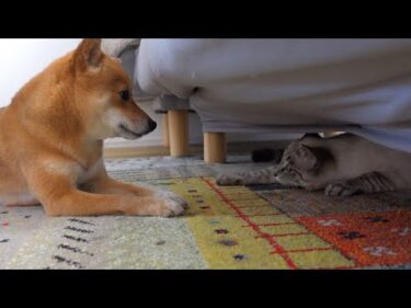 急接近‥？柴犬が保護猫の母親役を務めたら時空超えてました。。