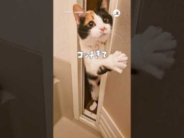 お風呂は苦手だけど助けに来た猫さん｜PECO #shorts