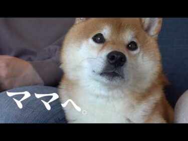 柴犬とママの愛、深すぎ問題。感動の理由に脱帽でした…🐾♡