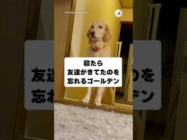 忘れないで😂｜PECO