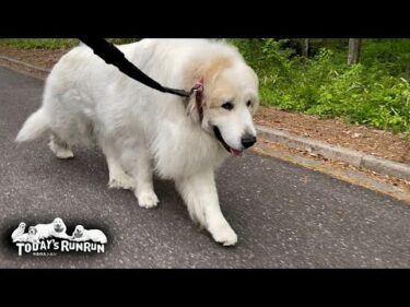 足の調子がだいぶ良くなりお散歩も順調なアランです　Great Pyrenees　グレートピレニーズ