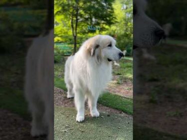 Alain アラン #greatpyrenees #todaysrunrun #グレートピレニーズ #今日のルンルン