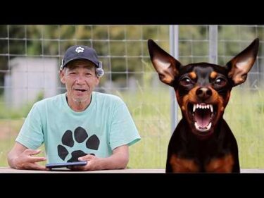 あるあるミニチュアピンシャー凶暴化【視聴者さんからの相談】