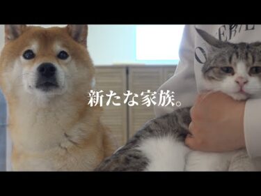 柴犬ハチ家に新たな家族が増えます【改めてご報告】