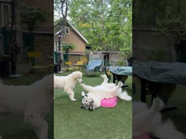 Belle ベル Lily リリー #greatpyrenees #todaysrunrun #グレートピレニーズ #今日のルンルン