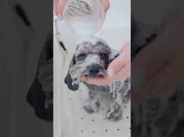 お風呂に入ると縮んでしまうトイプードル/ Fluffy Toy Poodle Shrinks After Bath Time!#トリミング #子犬 #asmr #puppy  #犬のいる暮らし