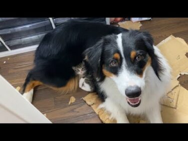 種類も大きさも違うけど、親子なんです　The kitten’s mother is a large dog