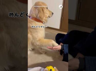 顔に出過ぎている犬｜PECO