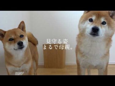 保護猫のお風呂を優しく見守る柴犬‥その姿はまるで母親でした。