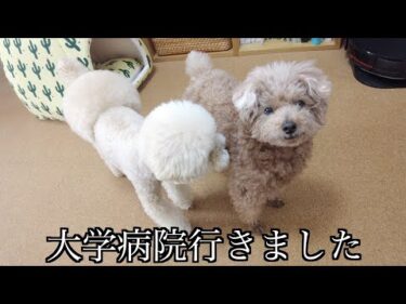 大学病院に行ってきました【トイプードル】