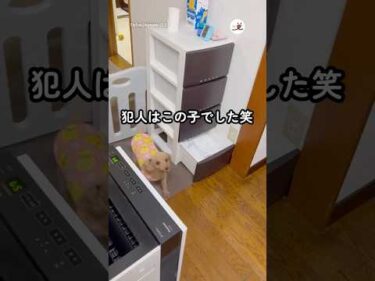 引き出しが開いていた理由が判明しました｜PECO