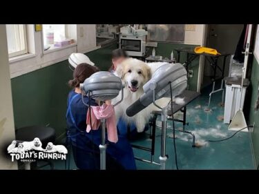 二人がかりで4時間かけて真っ白にしてもらったアランです　Great Pyrenees　グレートピレニーズ