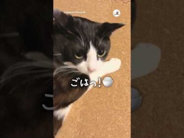 何しててもごはんのこと考えてる猫🍚｜PECO