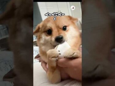 父ちゃんとワンコの一笑い🤣｜PECO飼い主さんのアカウント