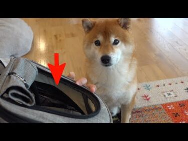新しい家族となった猫！柴犬とルームツアーしたら優しい現象が起きました。