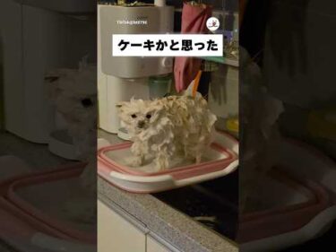 シャンプーしたら🛀…｜PECO