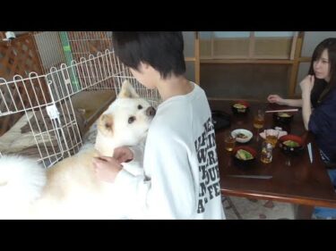 【秋田犬ゆうき】久し振りにお兄ちゃんたちが遊びに来たので我家が一気に賑やかになる【akita dog】