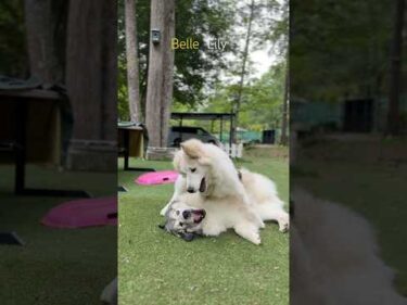 Belle ベル Lily リリー #greatpyrenees #todaysrunrun #グレートピレニーズ #今日のルンルン