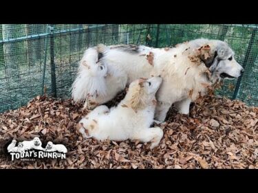 穴掘りと落ち葉遊びでシャンプー効果は1週間のベルとリリーです　Great Pyrenees　グレートピレニーズ