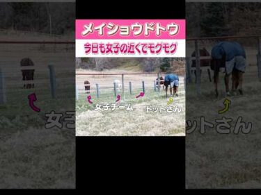 【メイショウドトウ】女子チームの近くでモグモグ #shorts #メイショウドトウ #ドットさん #競馬