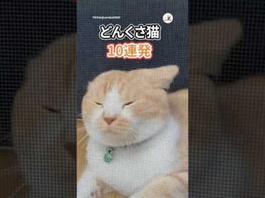どんくさ選手権やってる？🐈️｜PECO