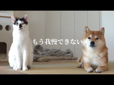 柴犬に猫語で大好きを伝えたい！柴犬と猫の愛の攻防がこちら。