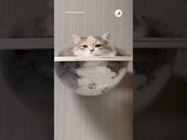 溢れそうな液体ねこ｜PECO