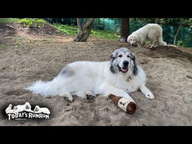 お気に入りの砂場でずっとダラダラしているベルとリリーです　Great Pyrenees　グレートピレニーズ