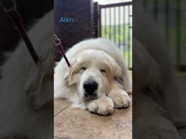 Alain アラン #greatpyrenees #todaysrunrun #グレートピレニーズ #今日のルンルン